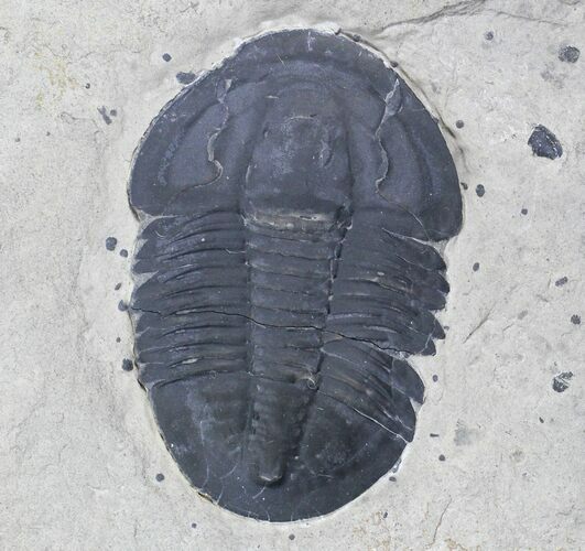 Nice Asaphiscus Wheeleri Trilobite - Utah #26789